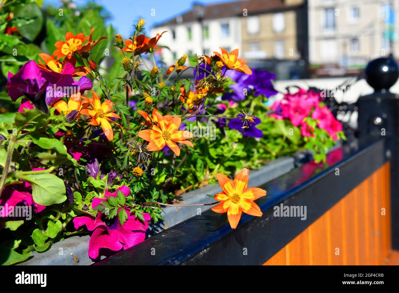 Blume in der Innenstadt von Sartrouville, Yvelines (78), Frankreich. Stockfoto