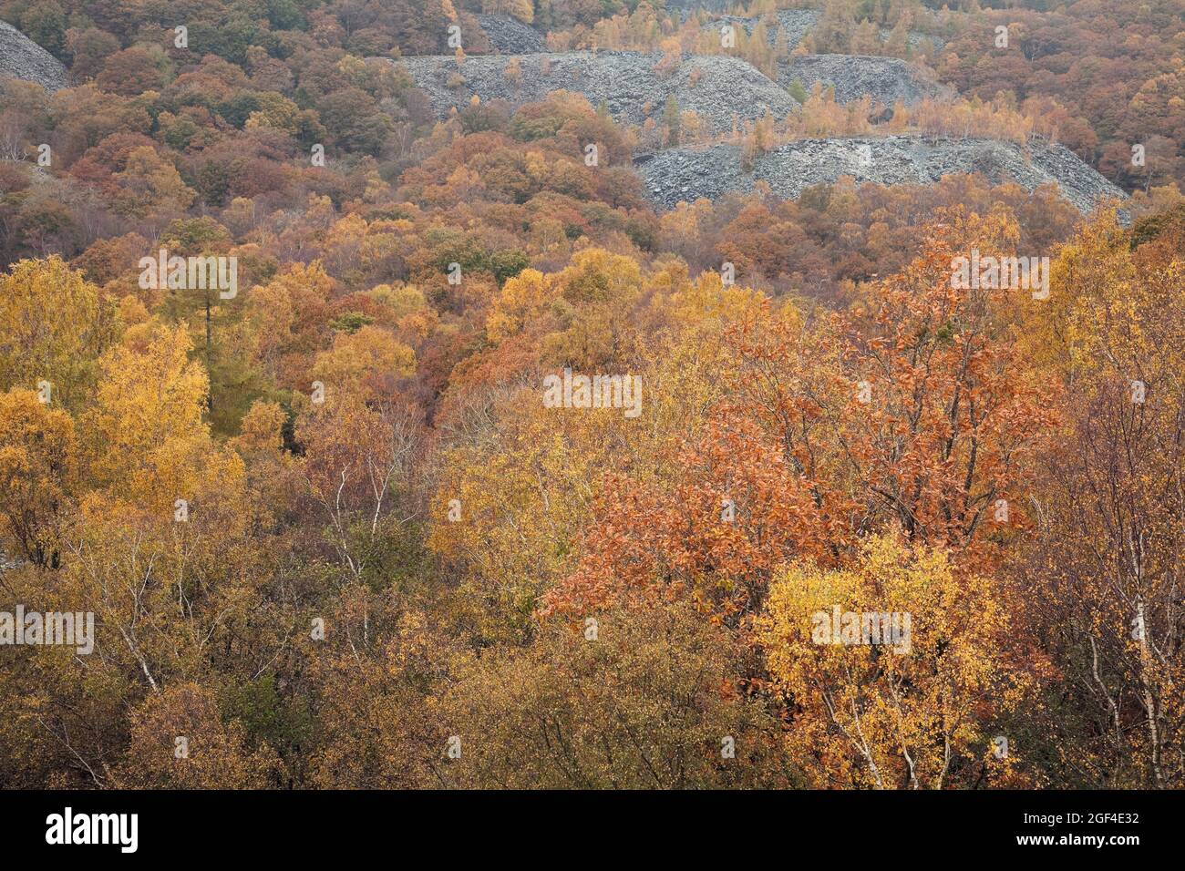 Verwöhnen Sie haufenweise im Moos Rigg Holz Hodge enge Steinbruch in Cumbria Stockfoto