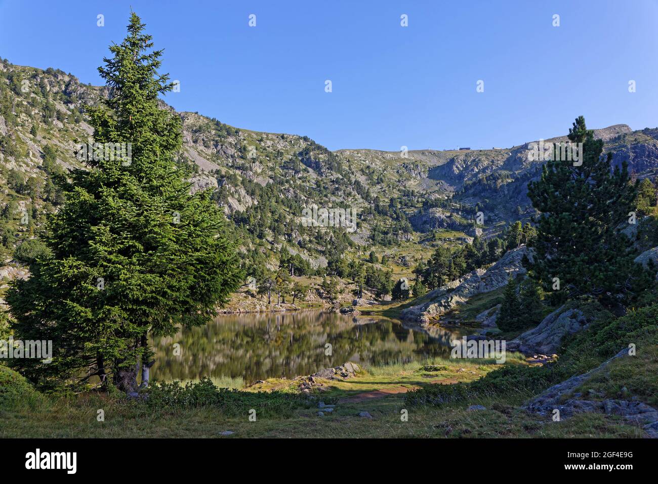 Tannen am Ufer des Achard Lake im Ferienort Chamrousse, Französische Alpen Stockfoto