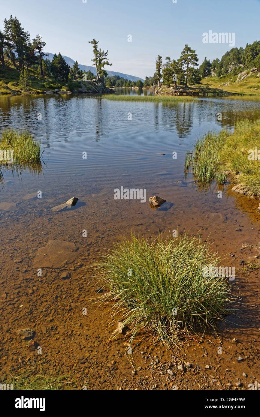 Gras am Ufer des Achard Lake in Chamrousse Resort, Belledonne Range, Französische Alpen Stockfoto