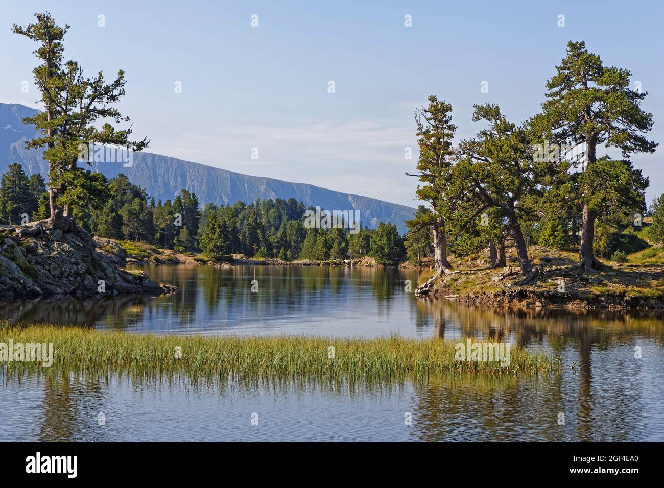 Bäume am Achard Lake im Chamrousse Resort, Belledonne Range, Französische Alpen Stockfoto