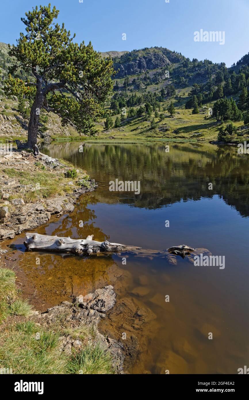 Toter Stamm am Achard Lake in Chamrousse Resort, Belledonne Range, Französische Alpen Stockfoto