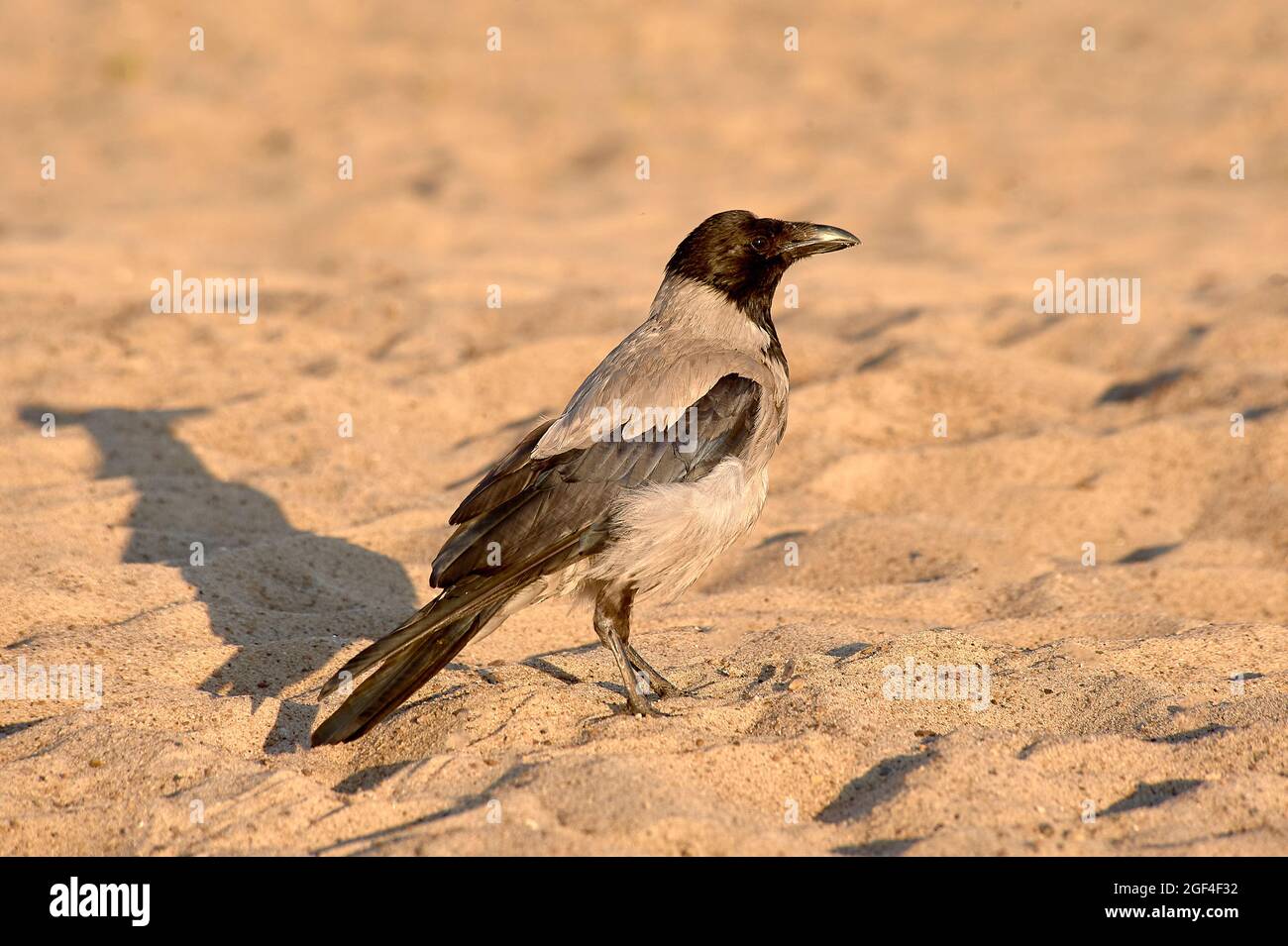 An einem sonnigen Abend steht eine Krähe auf dem Sand Stockfoto