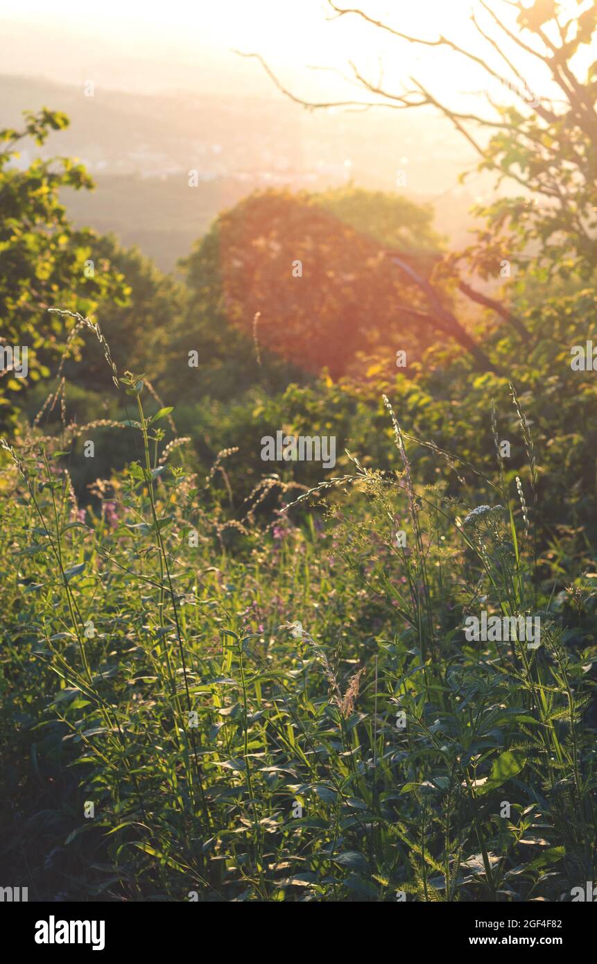 Wiesenblumen und Kräuter auf dem Hügel. Pastorale Landschaft bei Sonnenuntergang. Stockfoto