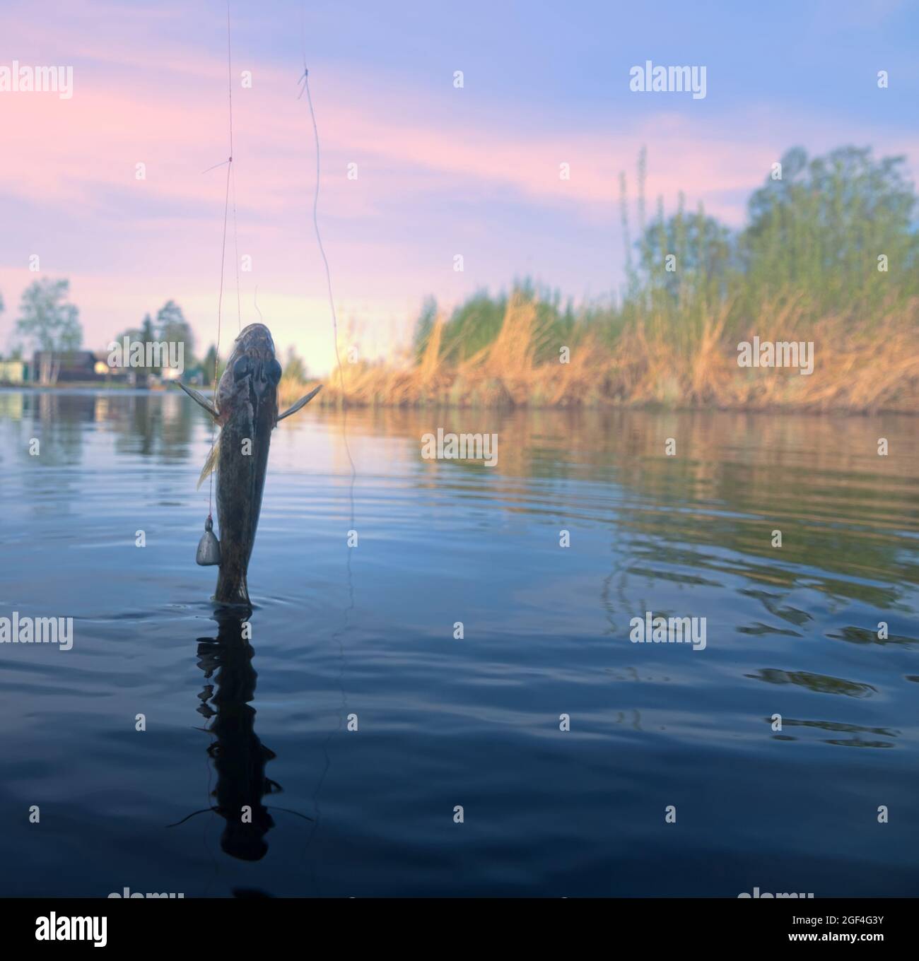 Fischfang mit Angelschnur für die Grundfischerei im Dorf am kleinen nördlichen Fluss im Frühjahr - Sportfischen. Eurasisches Rufffischen. Pho Stockfoto