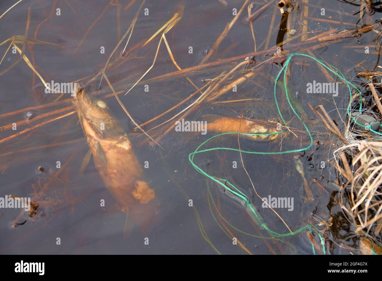 Wilderei von Fischen. Wilderer werfen oft alte Netze direkt in den