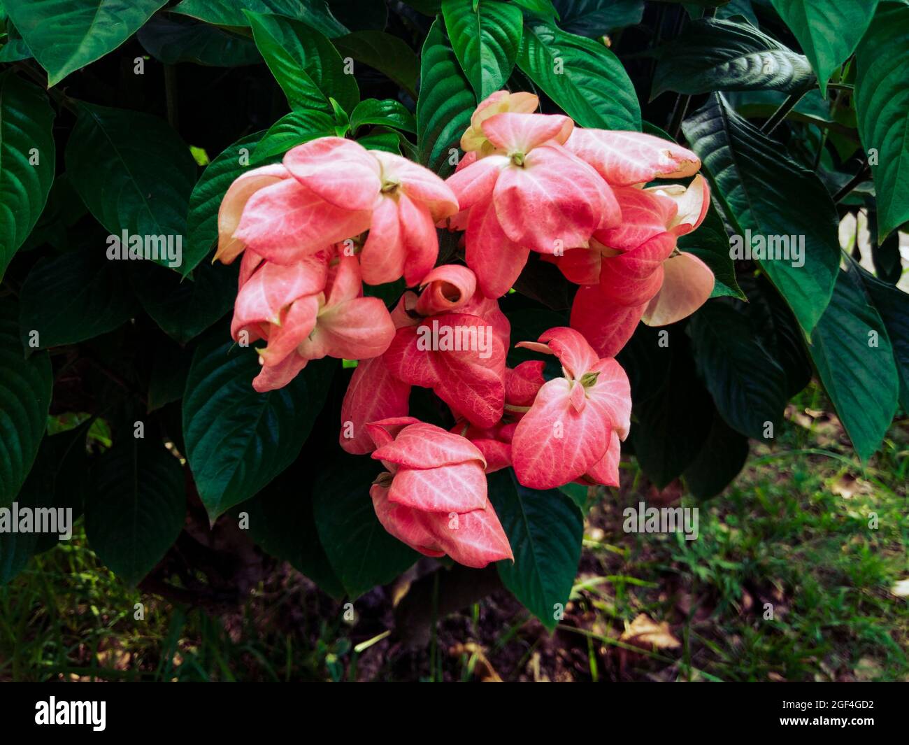 Strauch aus Ashanti-Blut mit rosa blühenden Blüten Stockfoto