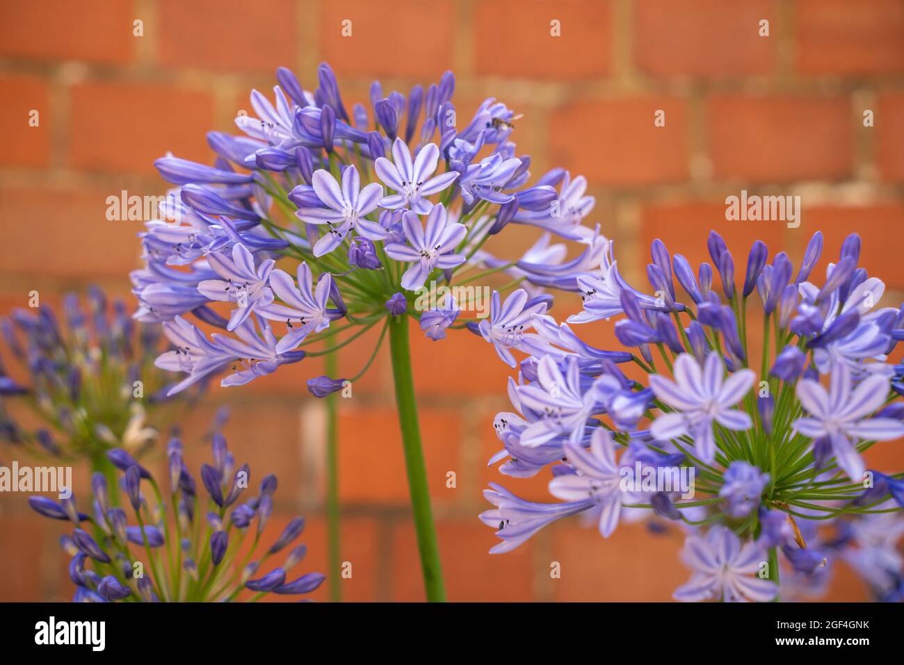 Blauer Agapanthus, Nillilie, Agapanthoideae, Afrikanische Lilie, Amaryllidaceae, Halbschatten, Krautige, mehrjährige, Bienen und Schmetterlinge lieben sie. Stockfoto