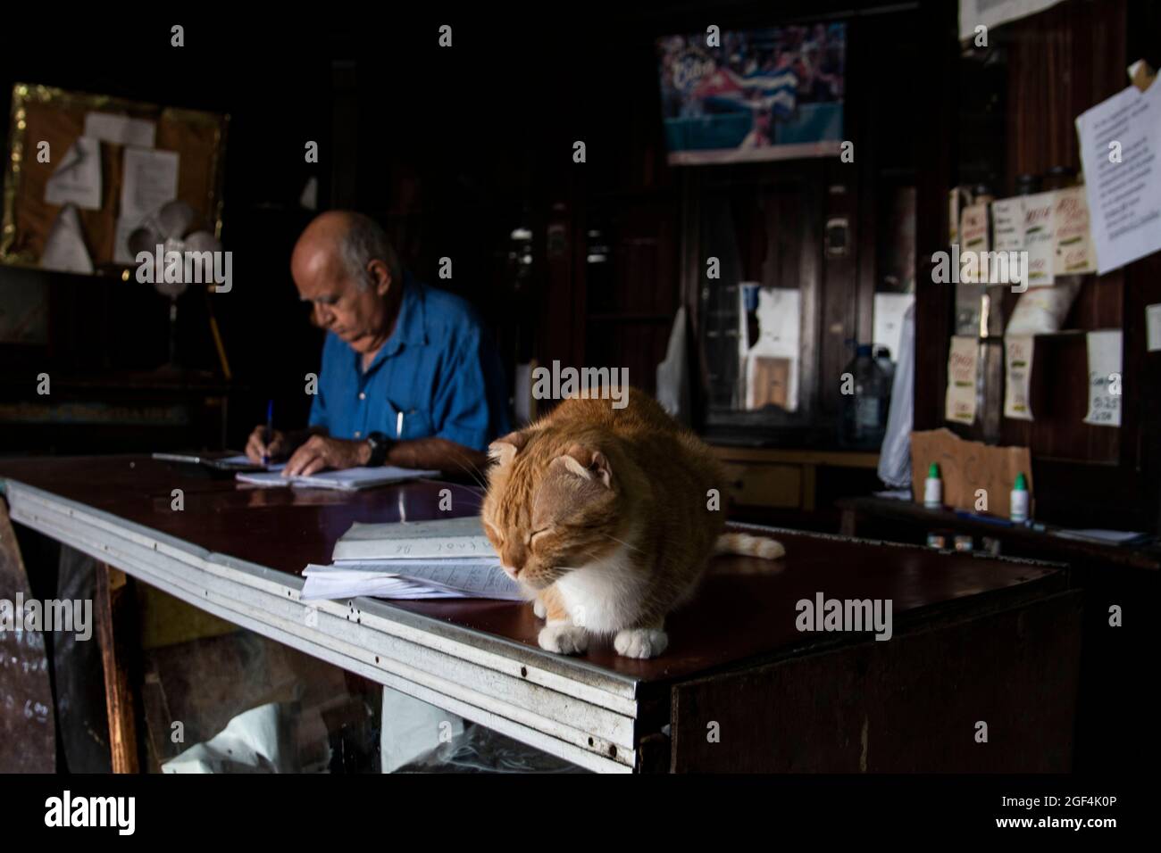 Ein Mann und seine verschnaufte Katze arbeiten in ihrem Geschäft in Havanna, Kuba Stockfoto