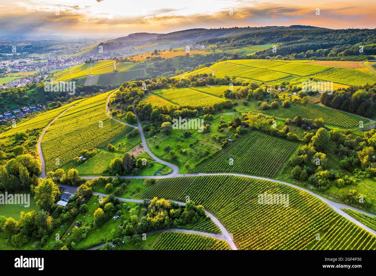 Schöner grüner Weinberg während des Sonnenuntergangs Stockfoto