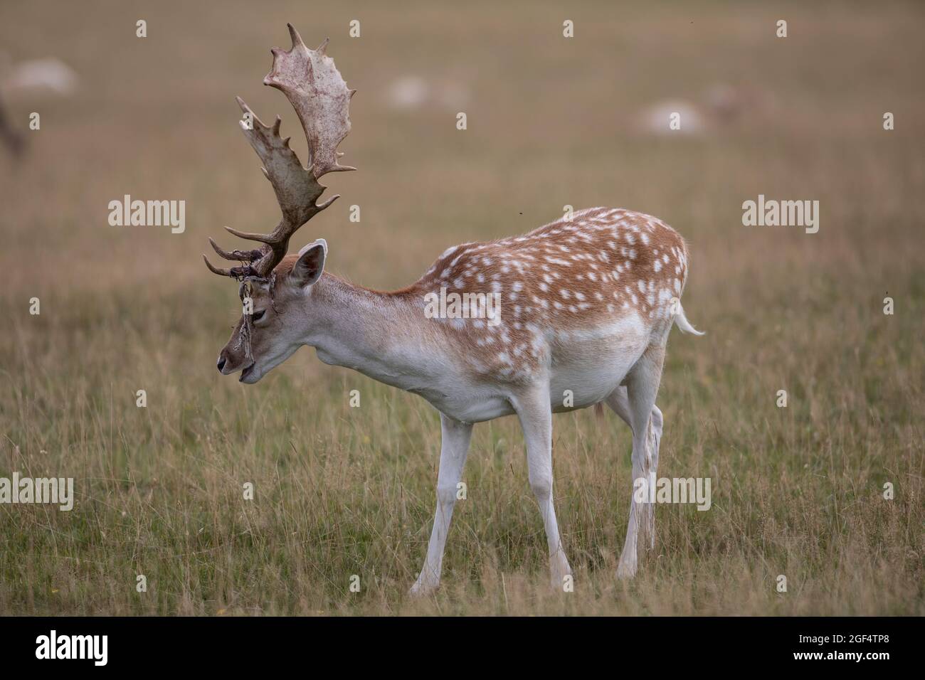 Bradgage Park, Leicestershire, Großbritannien. Hirsche sind in ihrem natürlichen Lebensraum abgebildet. Stockfoto