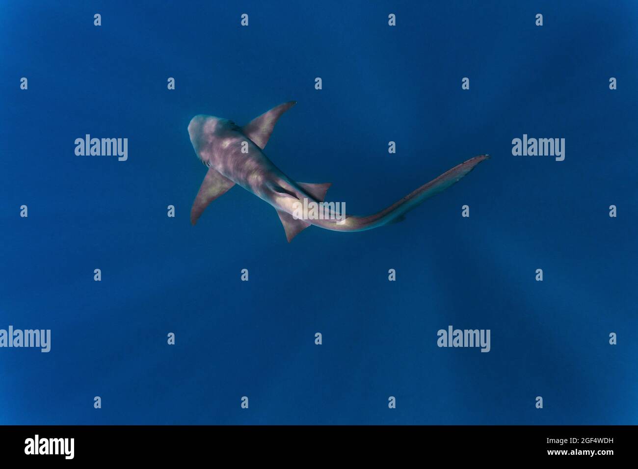 Krankenschwester Hai in tiefblauem Meer Stockfoto