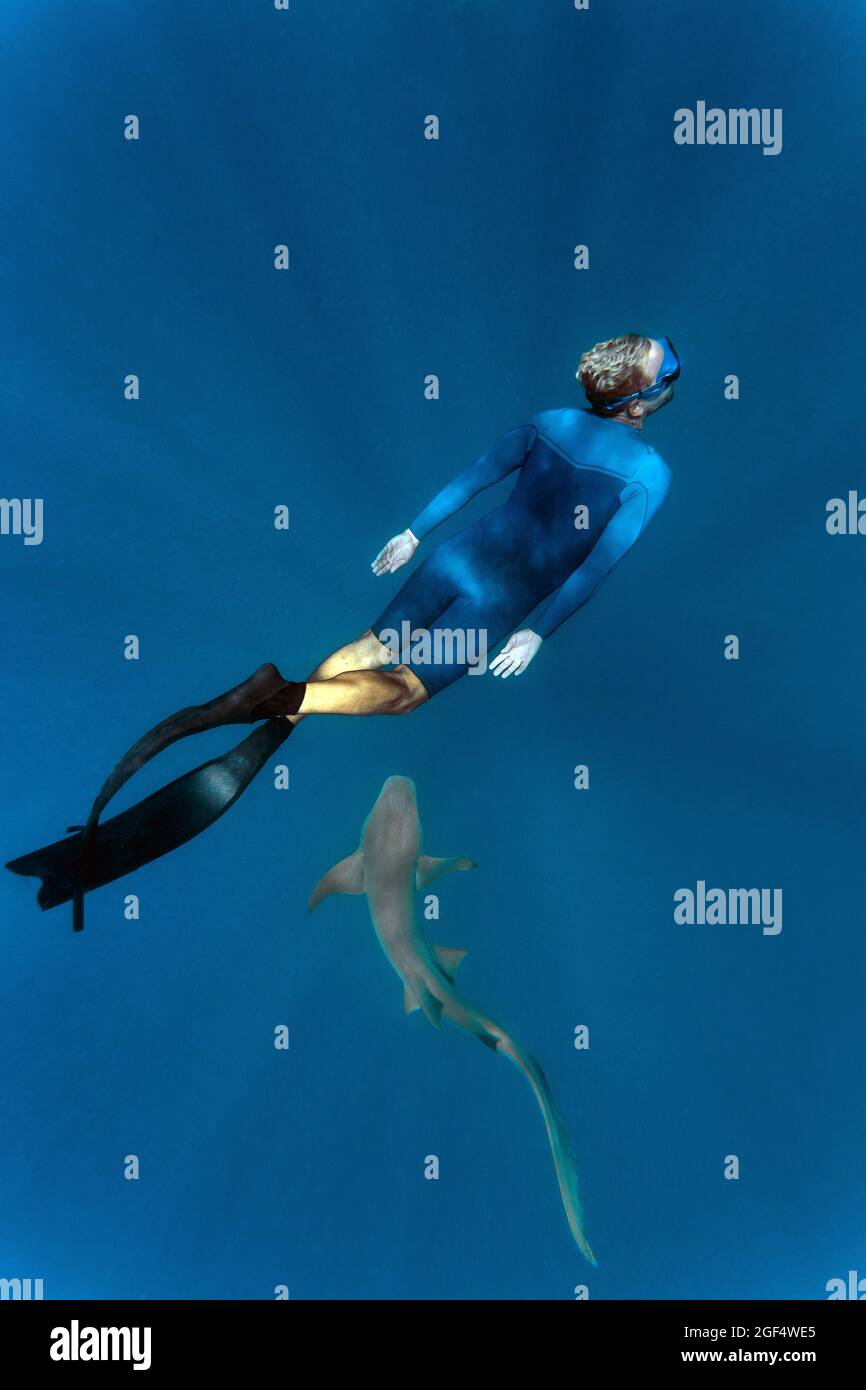 Junger Mann im Nassanzug schnorcheln mit Ammenhai im Meer Stockfoto