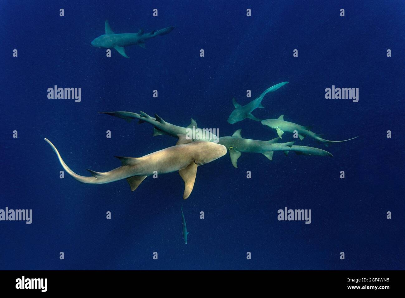Ammenhaie schwimmen im tiefblauen Meer Stockfoto