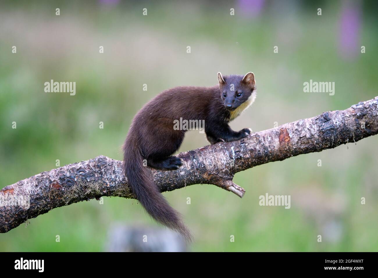 Europäischer Kiefernmarder (Martes martes), der den Baumstamm klettert Stockfoto