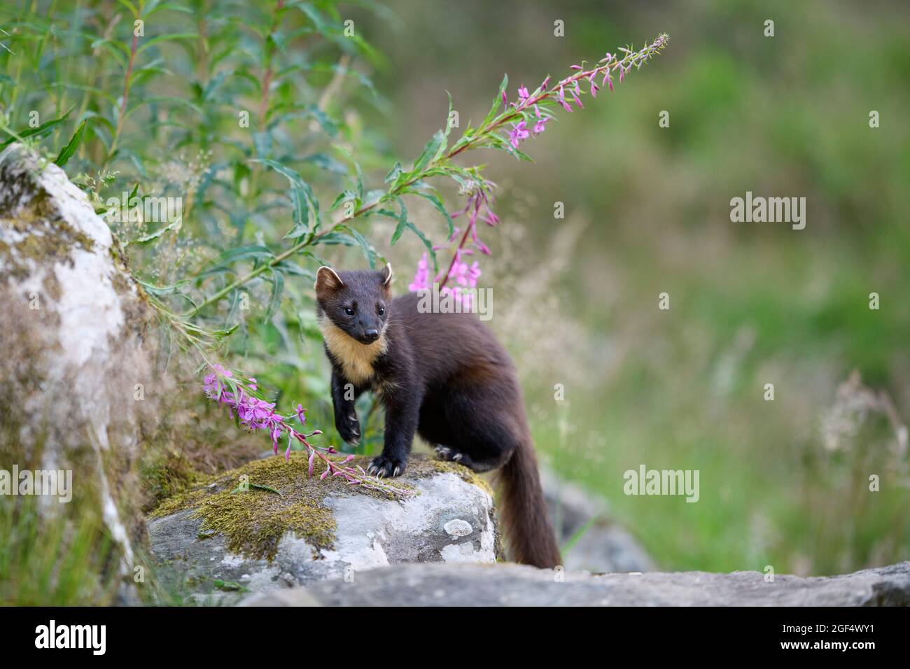 Europäischer Pinienmarder (Martes martes), der im Frühling im Freien läuft Stockfoto