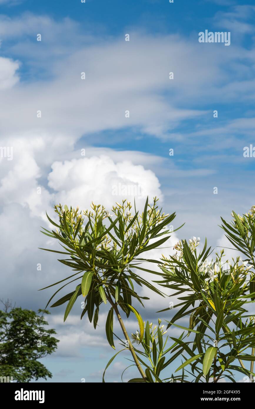 Die Knospen einer grünen Pflanze wachsen zur Wolke hin Stockfoto