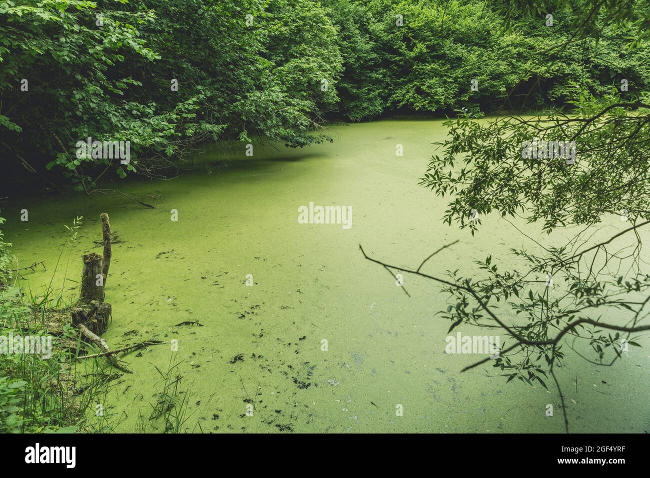 Grüner Waldsumpf im Sommer Stockfoto