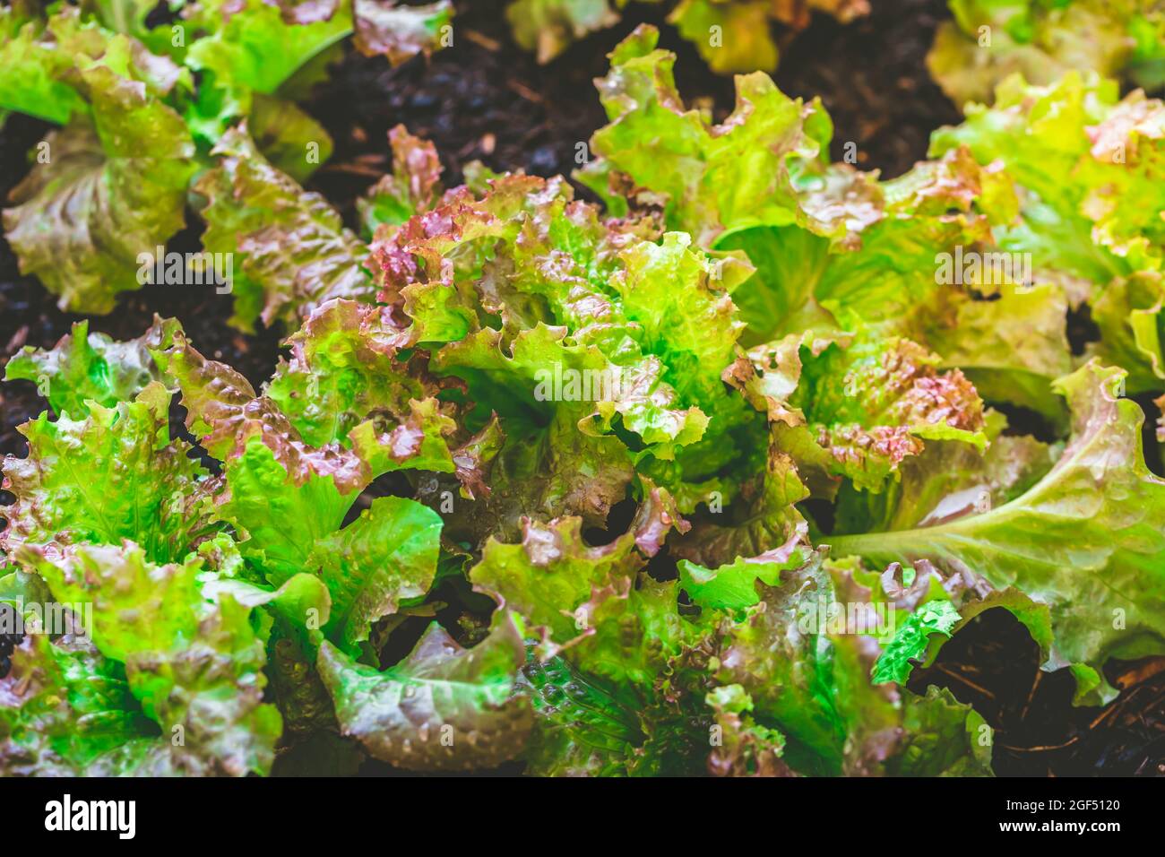 Urban Gardening - Detail der Bio-Salatpflanzen in Hochbett Stockfoto