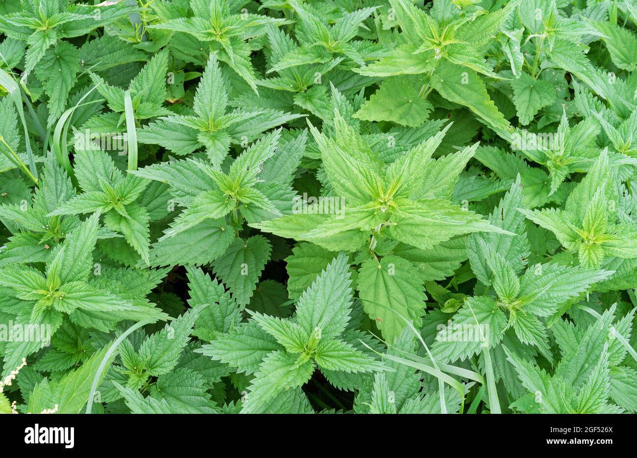 Grüne Blätter von Brennnessel oder Brennnessel. Stockfoto