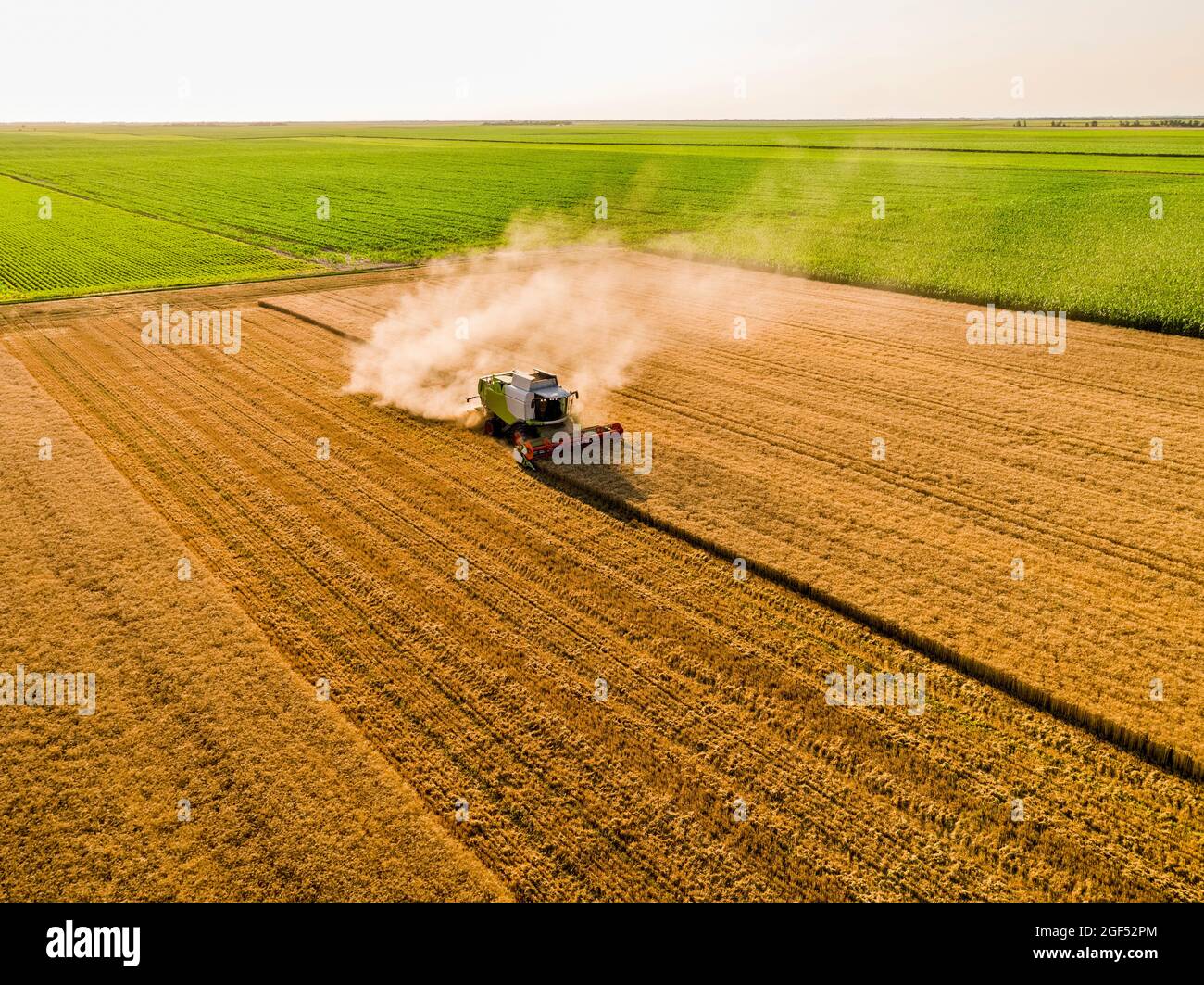Drohnenansicht des Mähdreschers im Weizenfeld Stockfoto