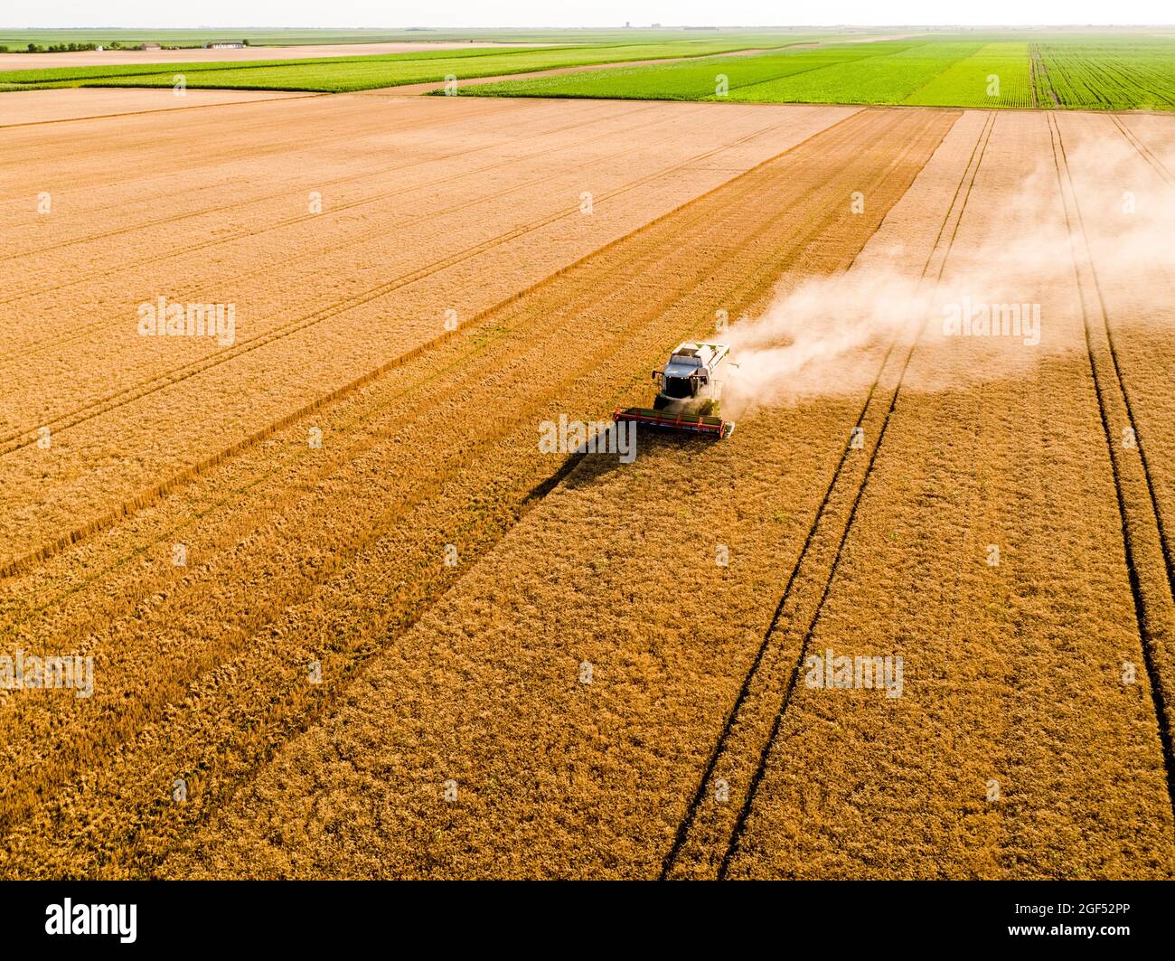 Drohnenansicht des Mähdreschers im Weizenfeld Stockfoto