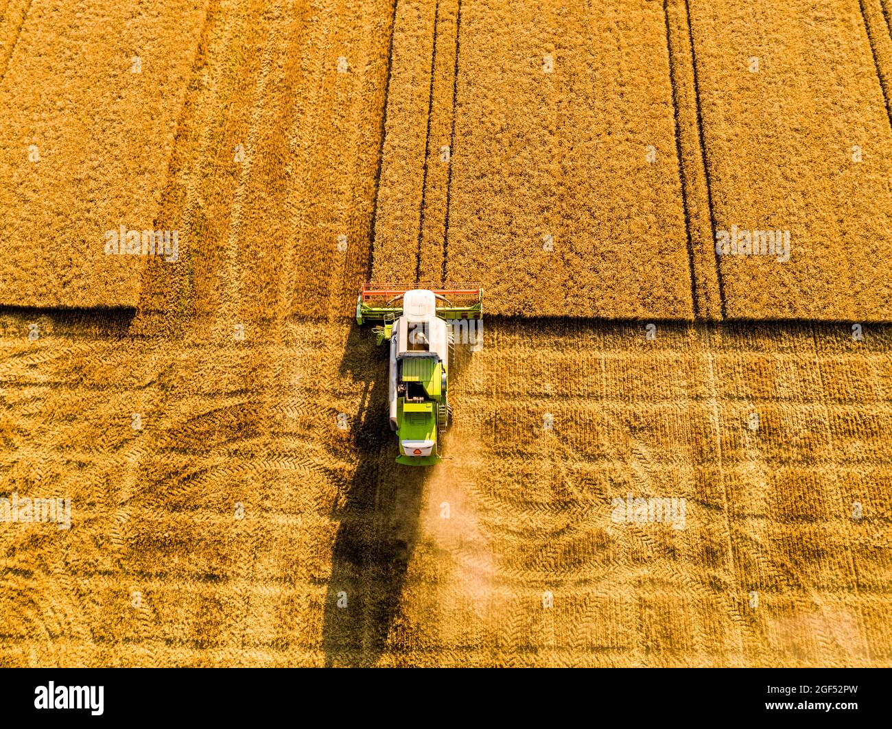 Drohnenansicht des Mähdreschers im Weizenfeld Stockfoto