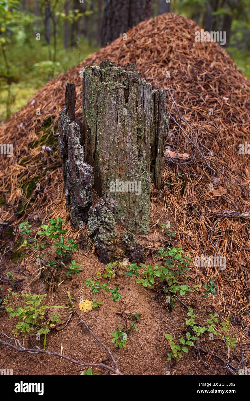 Ein alter Stumpf auf einem Ameisenhaufen im Wald. Stockfoto
