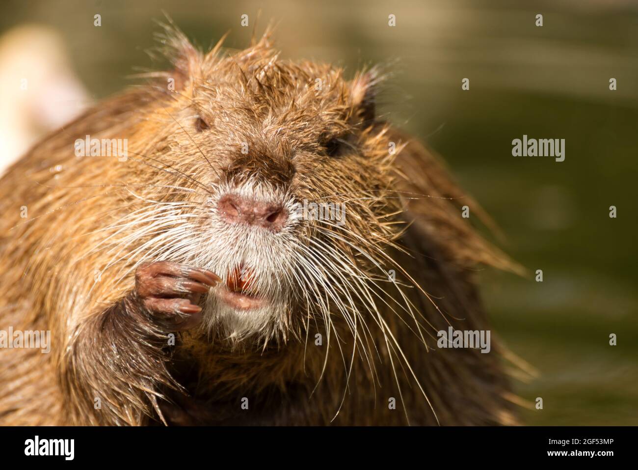 Nutria oder Coypu, große Flussratte aus der Nähe. Stockfoto