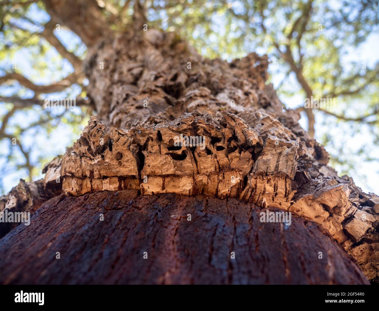 Rinde aus Korkeiche (Quercus suber) Stockfoto