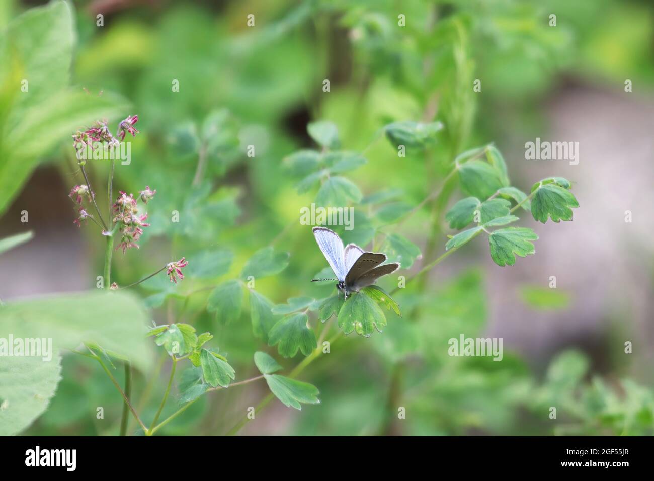 Ein silberner blauer Gossamer-Schmetterling, der auf Pflanzen sitzt Stockfoto