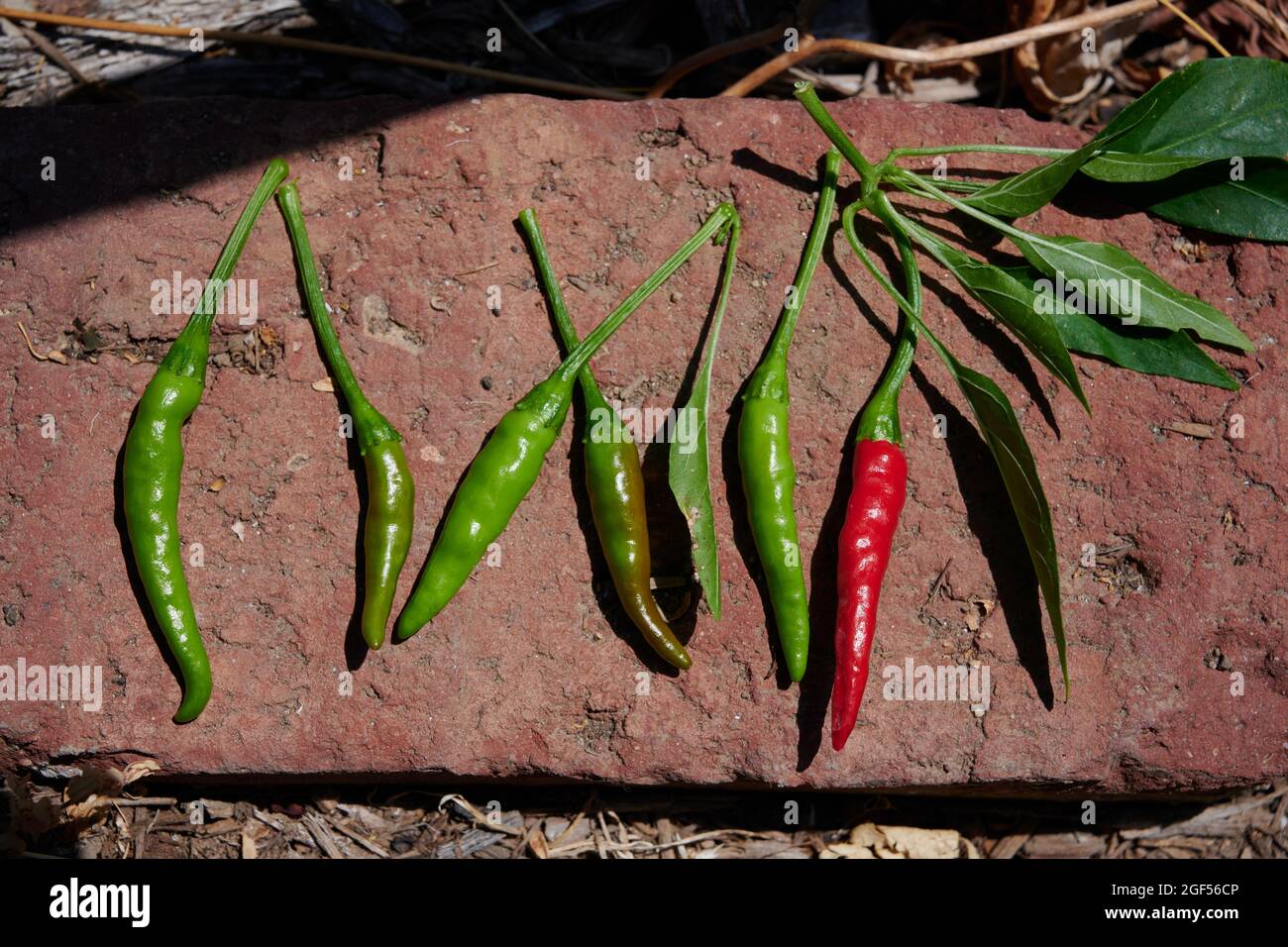 Thailändische Chilischoten Stockfoto