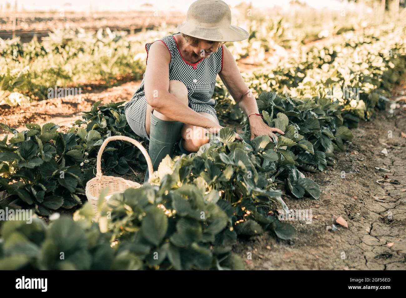 Eine Bauernarbeiterin erntet Obst, während sie auf dem Erdbeerfeld hockend zugeht Stockfoto