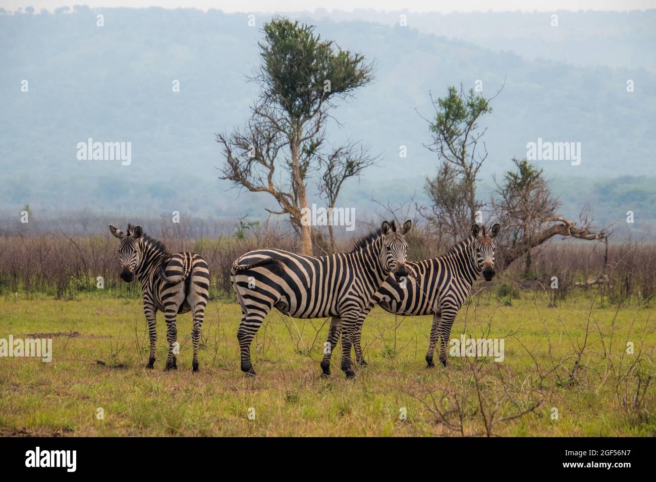 Eine Nahaufnahme von Zebra im Gras auf den Ebenen Afrikas auf einer Safari in Ruanda Stockfoto