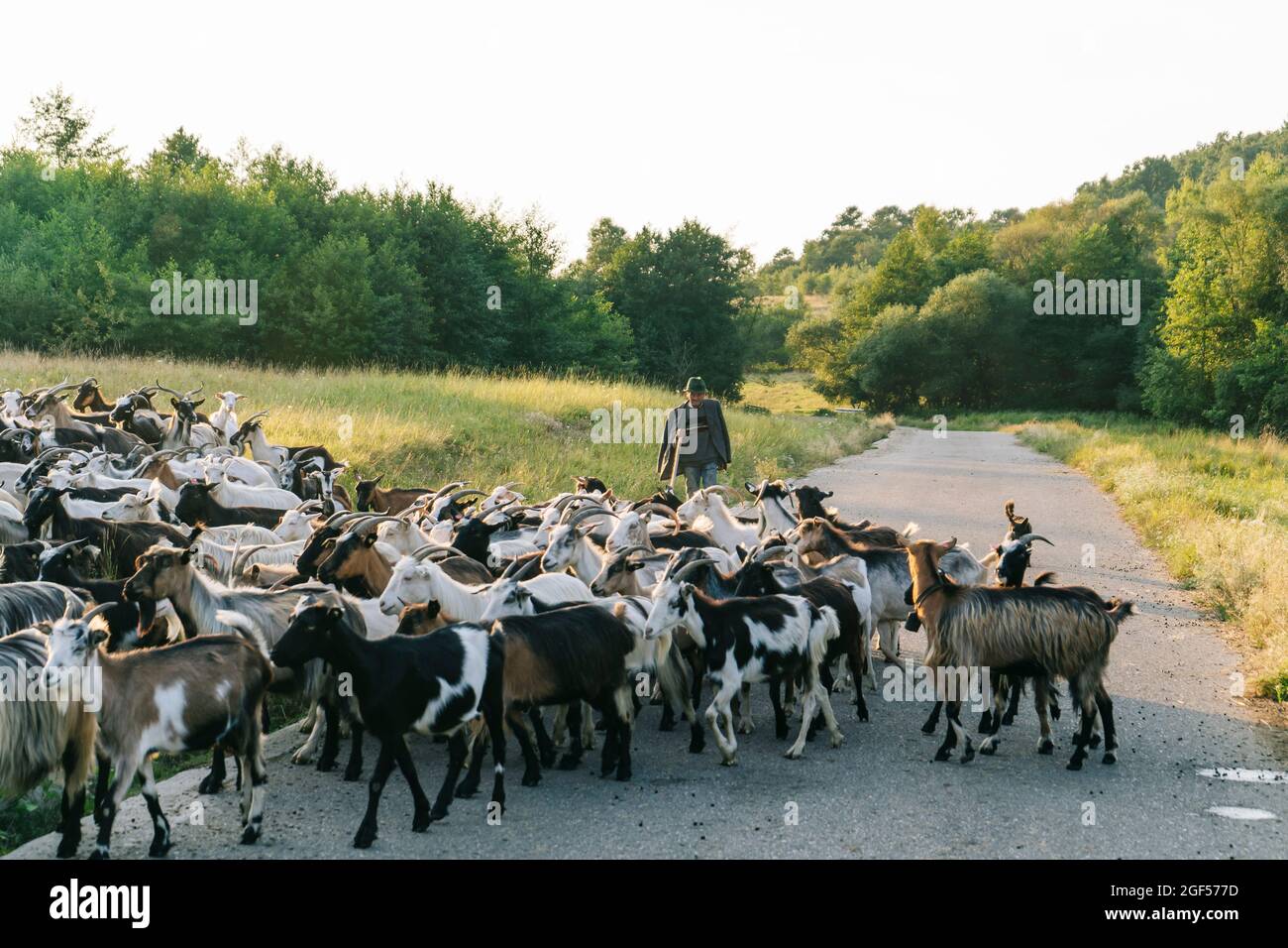 Älterer männlicher Hirte, der auf der Straße hinter einer Ziegenherde herumläuft Stockfoto