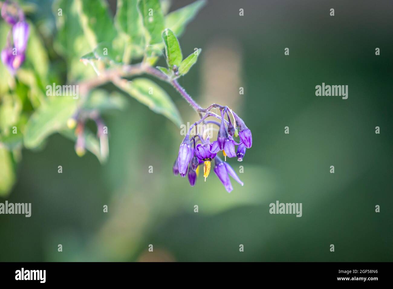 Klettern Nachtschattenblumen in der Landschaft von Sussex Stockfoto