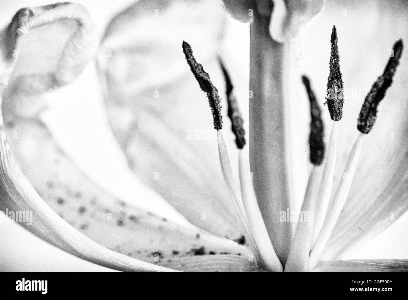 Schwarz-weißes Makro für eine Tulpenblüte Stockfoto