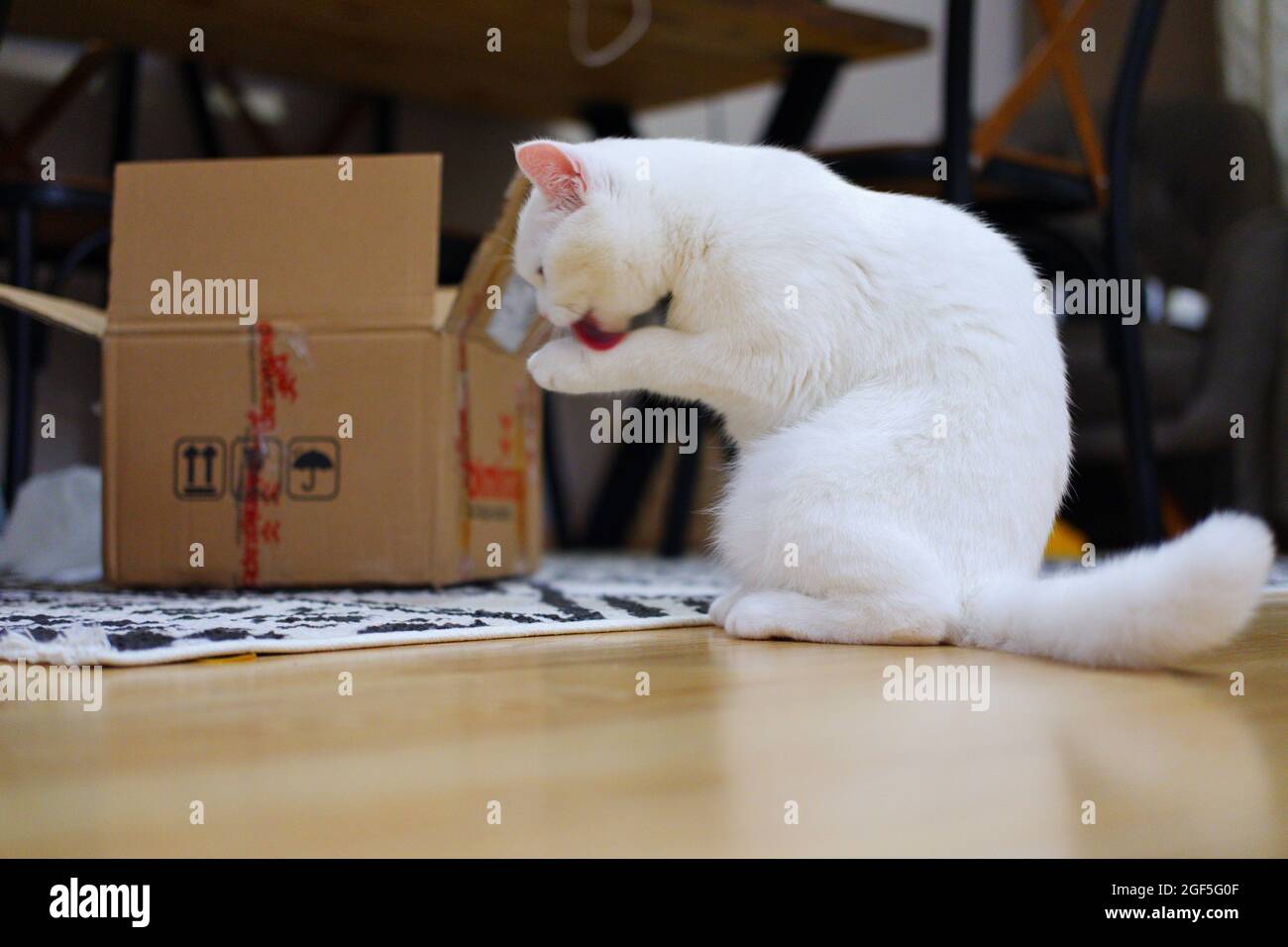 Weiße kurzhaarige Katze in der Nähe des Kastens Stockfoto