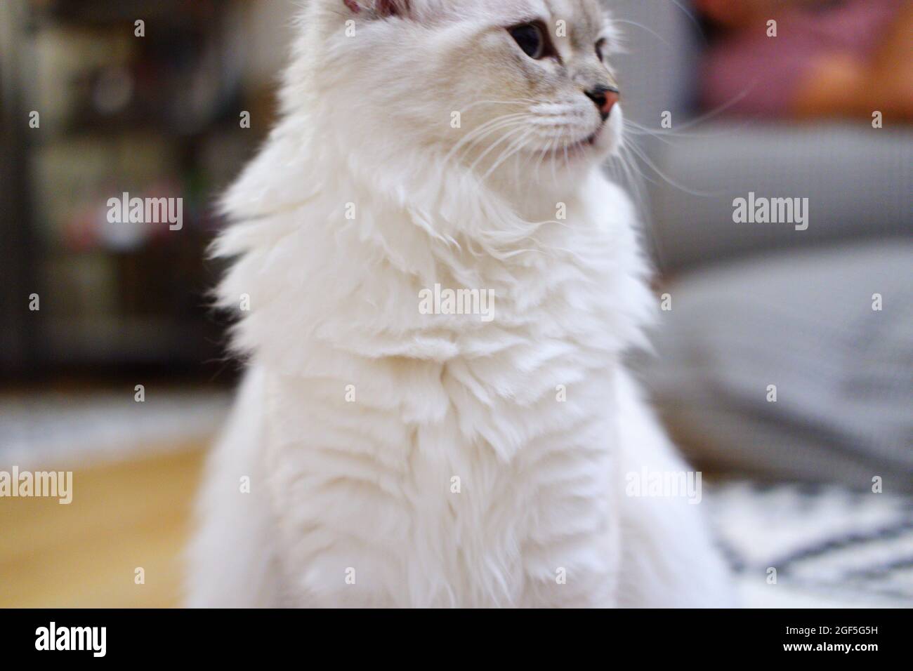 White Furry Scottish Fold Indoor mit schönem unschuldigen Look Stockfoto