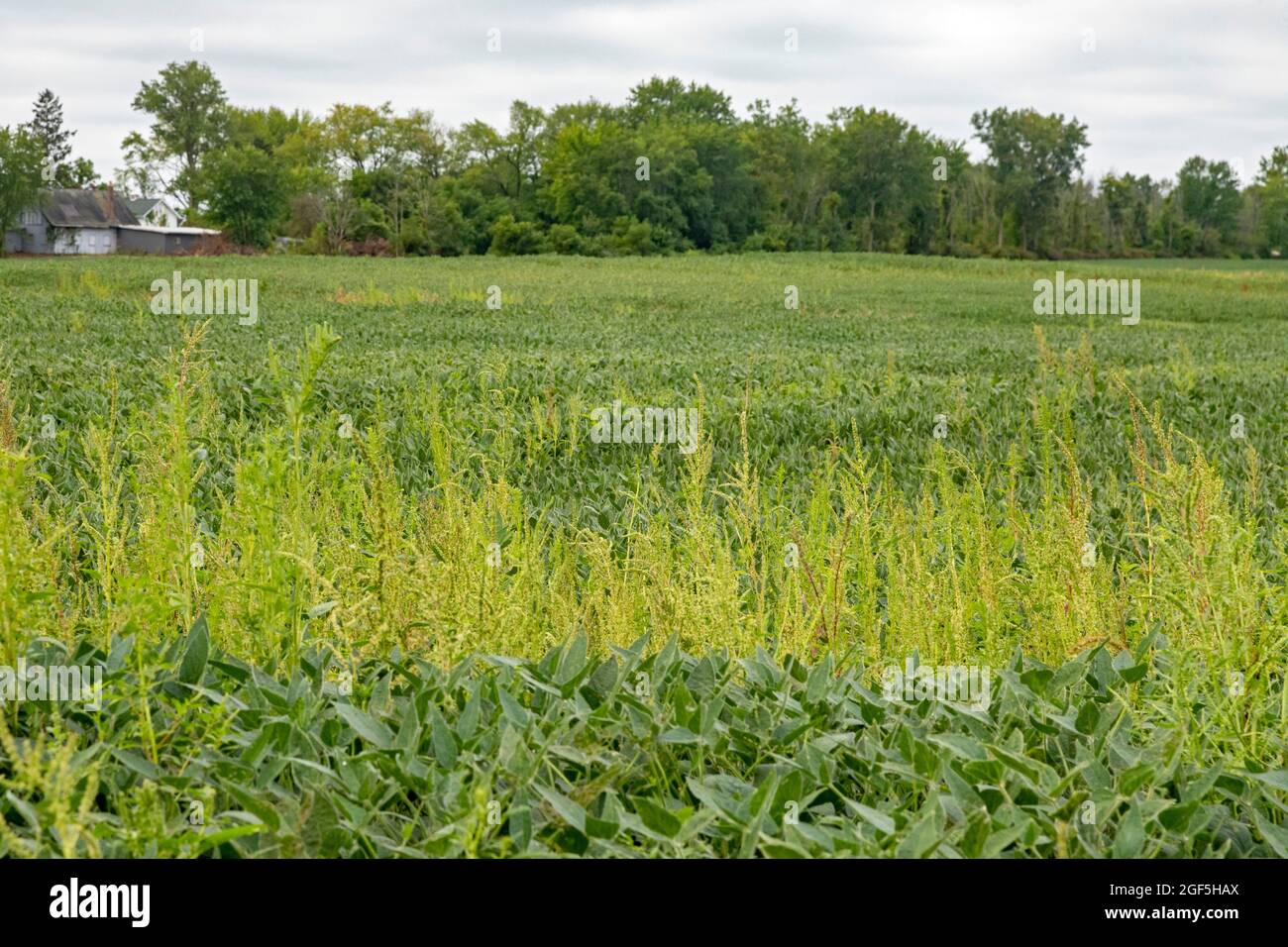 Three Oaks, Michigan - ein herbizidresistentes Unkraut, Palmer Amaranth, das in einem Feld von Sojabohnen wächst. Das Unkraut hat Resistenz gegen die meisten Pow entwickelt Stockfoto