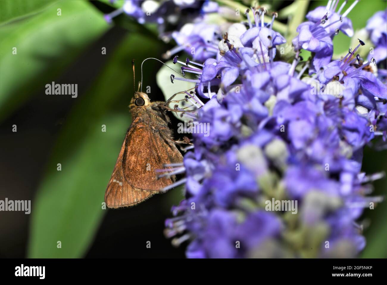 Der kleine braune Schiffer Schmetterling. Stockfoto