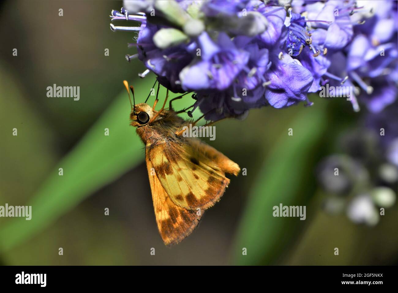 Ein feuriger Skipper-Schmetterling nippt Nektar aus Glyzinien-Blüten. Stockfoto