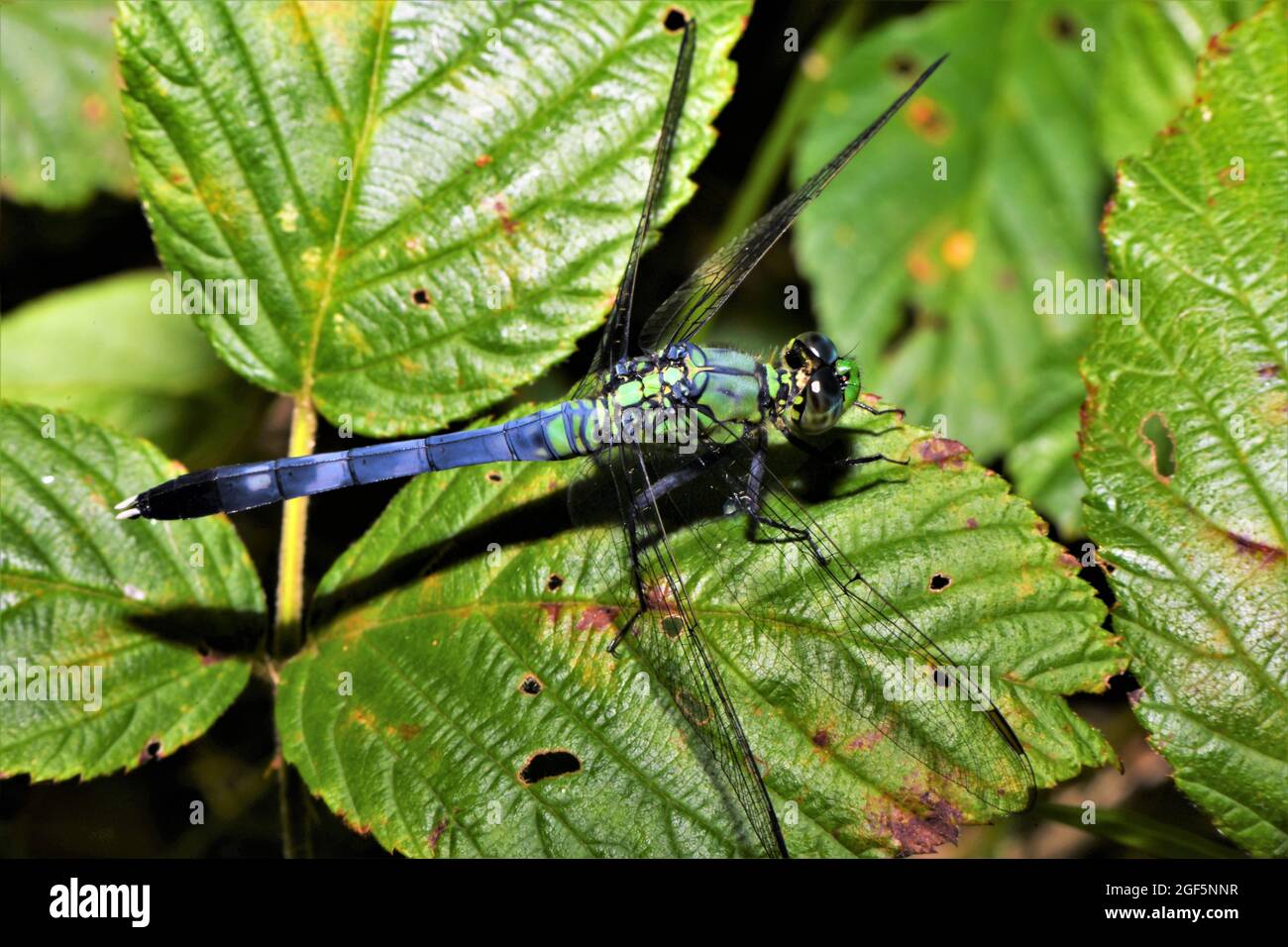 Eine männliche östliche Pondhawk-Libelle. Stockfoto