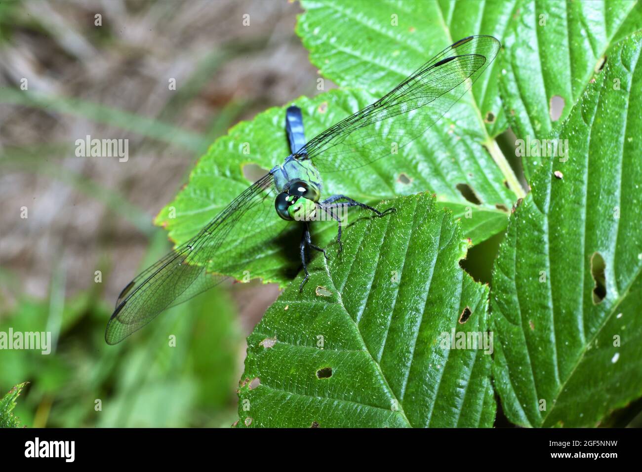 Eine männliche östliche Pondhawk-Libelle. Stockfoto