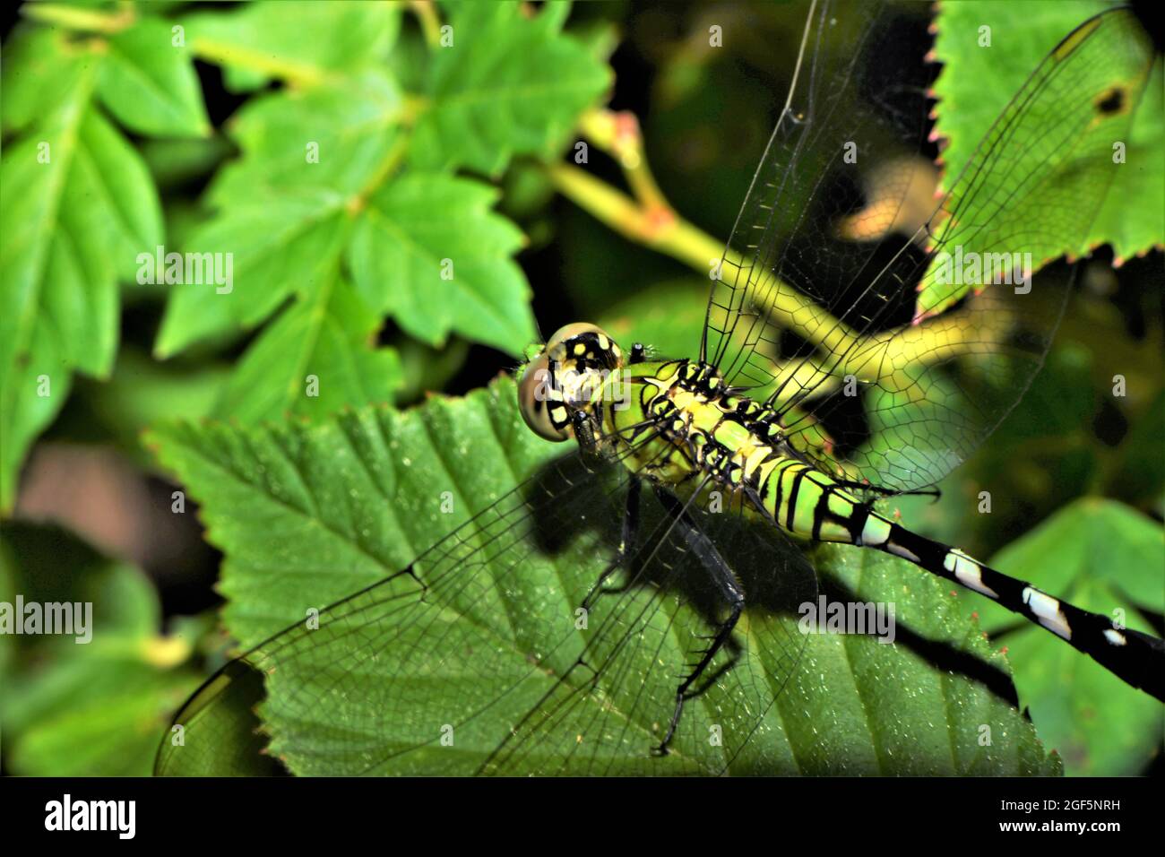 Ein junger männlicher östlicher Pondhawk-Libelle. Stockfoto