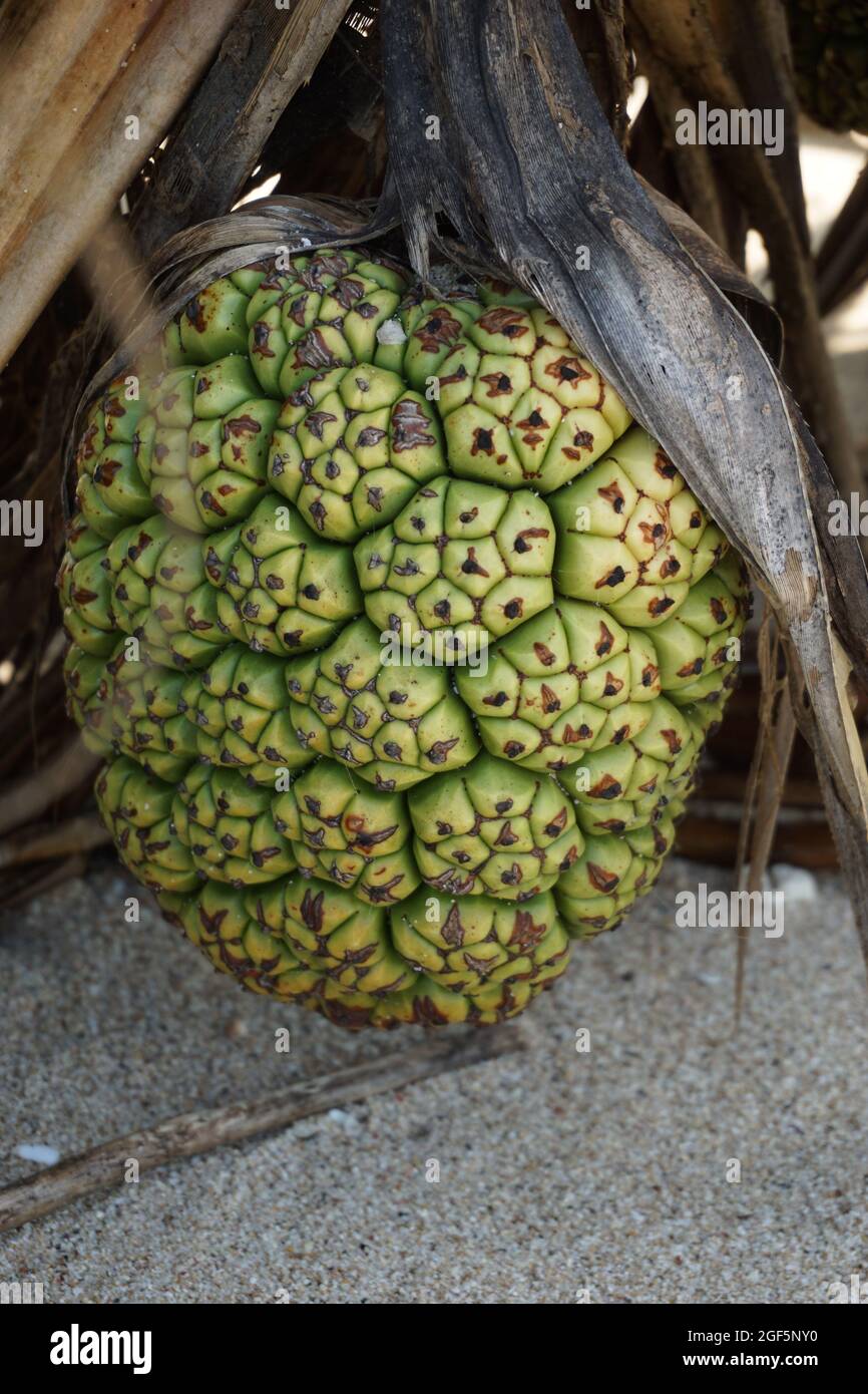 Duftende Screwpine-Frucht (Pandanus fascicularis, Pandanus odorifer, Pandanus tectorius) mit Naturhintergrund. Duftende Pflanze in Indonesien. Stockfoto