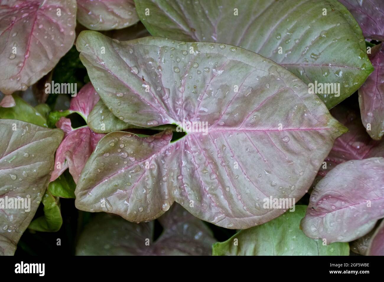 Schönes Syngonium Neon Robusta Blatt, auch bekannt als Arrowhead Vine Pflanze Stockfoto