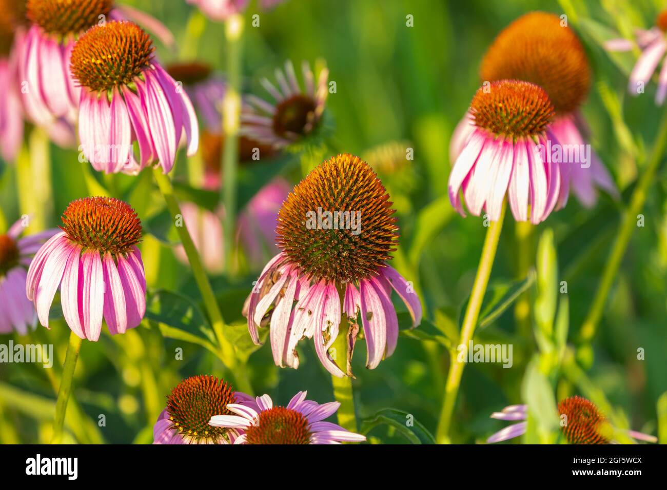 Konelblüten - einheimische Blumen, die nur in Ost- und Mittelamerika gefunden werden, Stockfoto