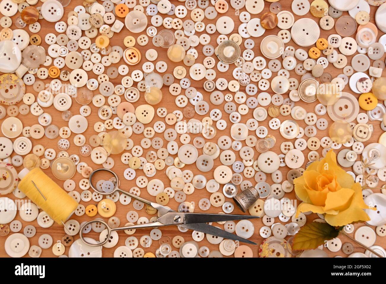 Näherin, Knöpfe, Schere, Handflink, Faden und Nadel zum Nähen. Gelbe Rosenblüte Stockfoto