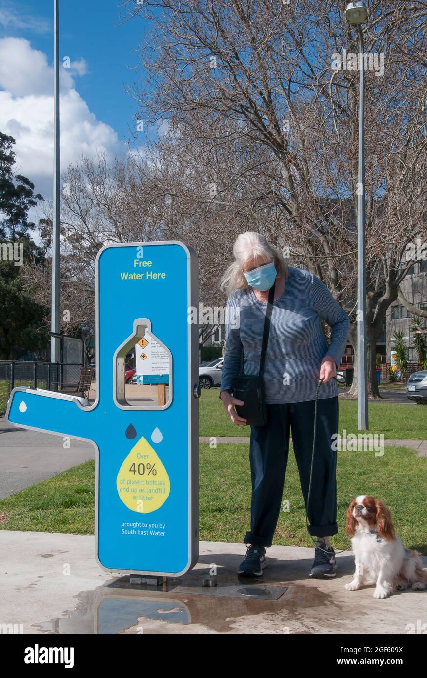 König Charles Spaniel und seine Herrin halten an einer Hundebewässerungsstation entlang des Dierring Trail, Melbourne, Australien Stockfoto